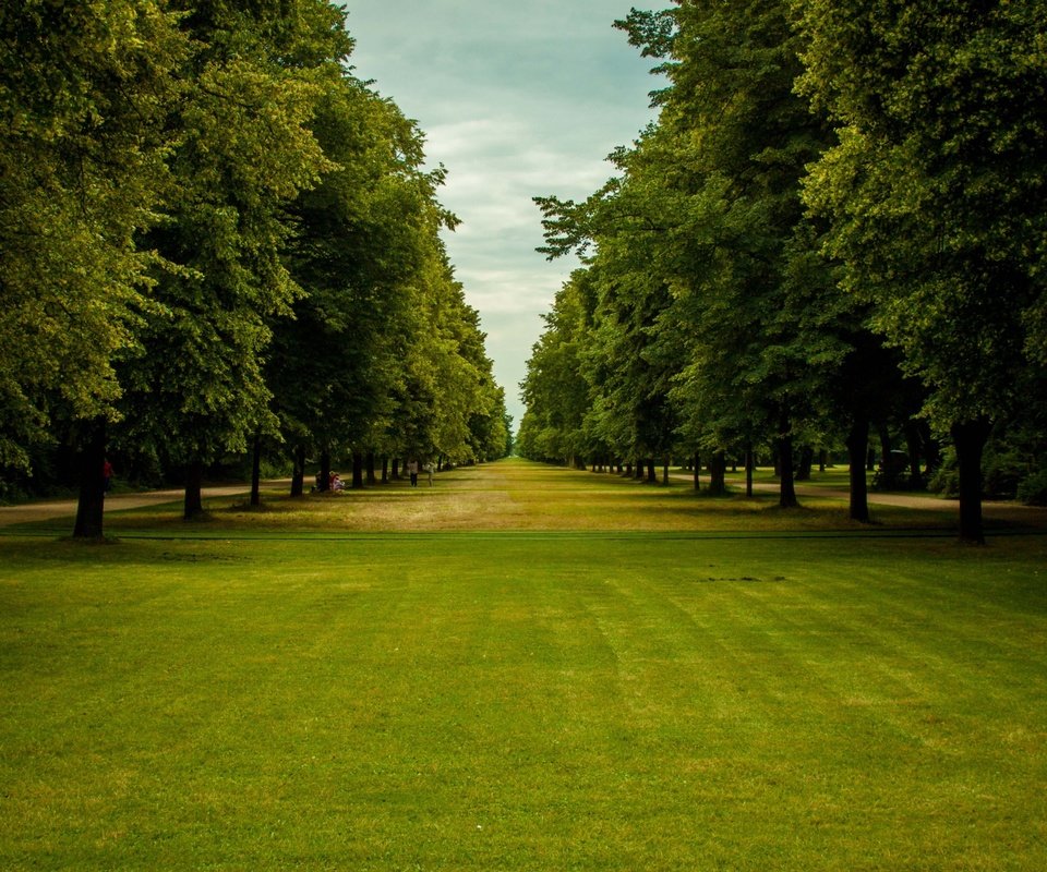 Обои небо, трава, деревья, парк, ветки, зеленые листья, the sky, grass, trees, park, branches, green leaves разрешение 2880x1800 Загрузить