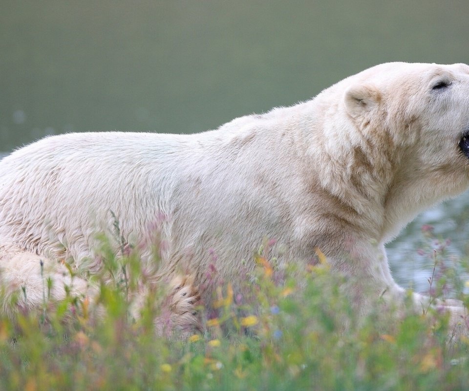 Обои цветы, трава, медведь, белый медведь, полярный, flowers, grass, bear, polar bear, polar разрешение 3840x2160 Загрузить