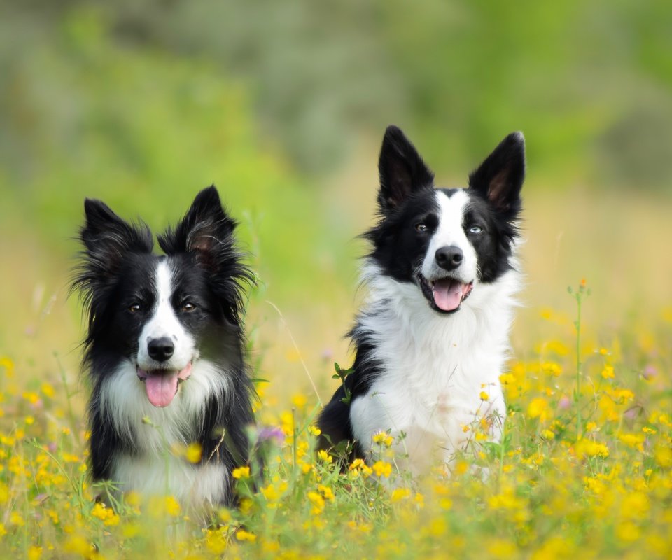 Обои цветы, луг, пара, собаки, бордер-колли, две собаки, flowers, meadow, pair, dogs, the border collie, two dogs разрешение 5673x3782 Загрузить