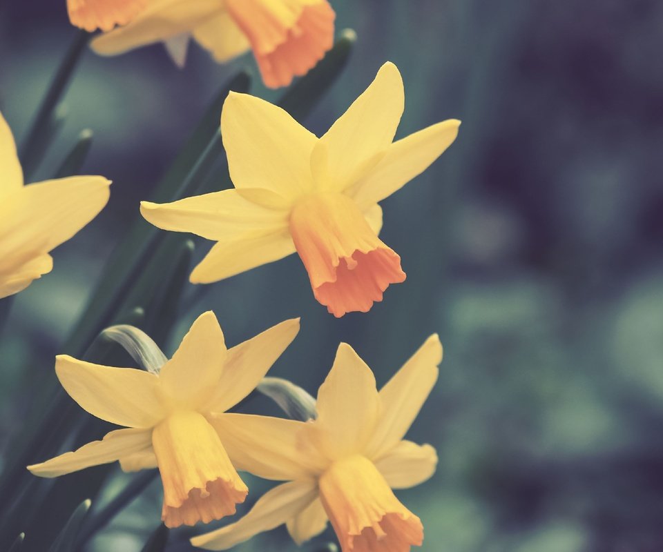 Обои цветы, весна, нарциссы, flowers, spring, daffodils разрешение 2560x1920 Загрузить