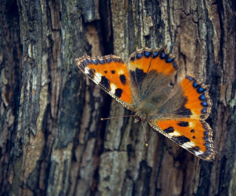 Обои дерево, насекомое, бабочка, крылья, кора, tree, insect, butterfly, wings, bark разрешение 2501x1563 Загрузить