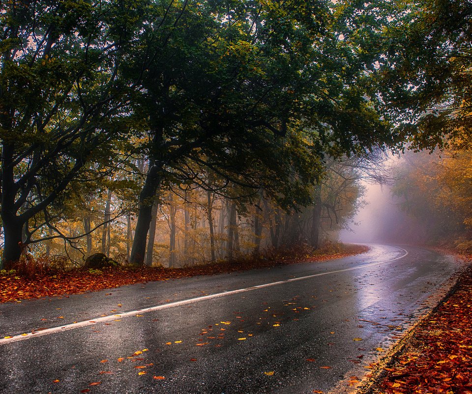 Обои дорога, лес, туман, осень, road, forest, fog, autumn разрешение 1920x1080 Загрузить