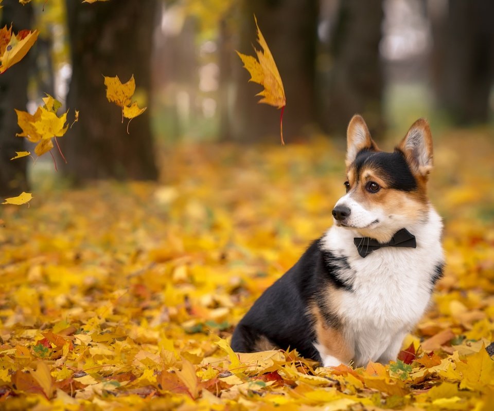Обои листья, осень, собака, вельш-корги, корги, пемброк, leaves, autumn, dog, welsh corgi, corgi, pembroke разрешение 2880x1800 Загрузить