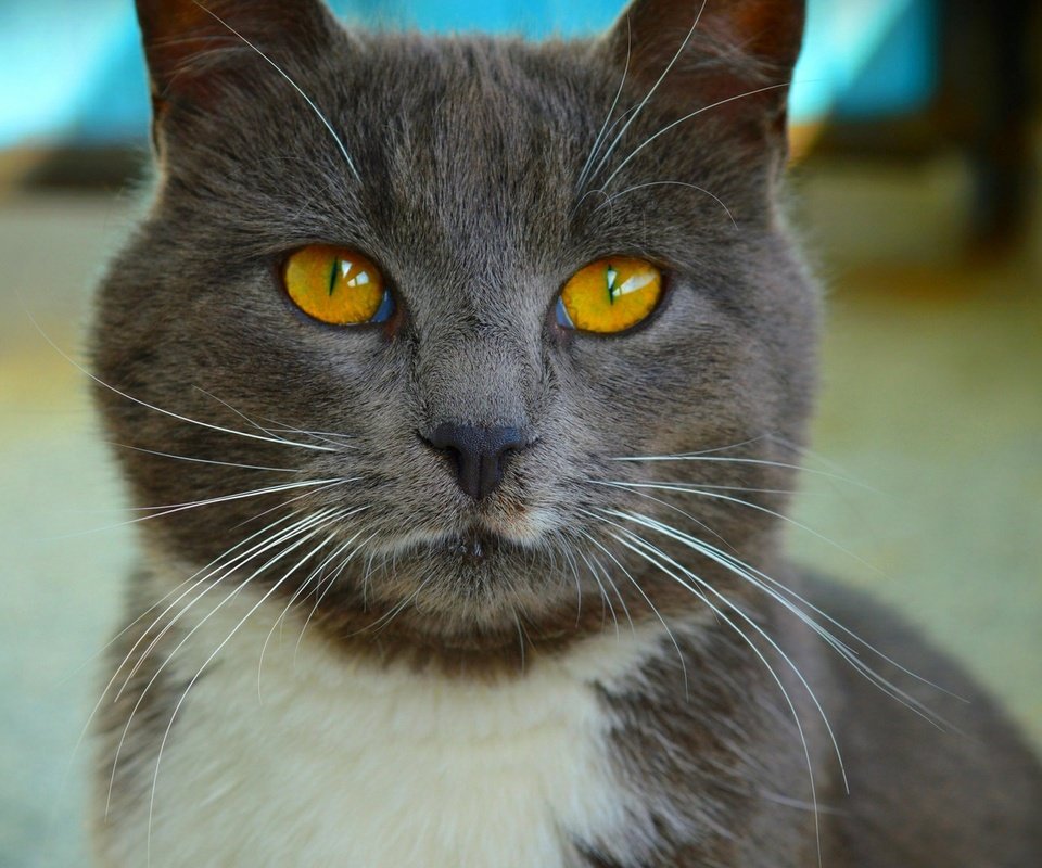 Обои кот, мордочка, усы, кошка, взгляд, желтые глаза, cat, muzzle, mustache, look, yellow eyes разрешение 1920x1178 Загрузить