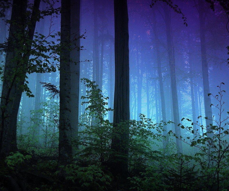 Обои деревья, природа, лес, туман, стволы, темнота, trees, nature, forest, fog, trunks, darkness разрешение 1920x1080 Загрузить