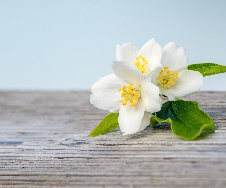 Обои цветение, макро, белый, весна, жасмин, деревянная поверхность, flowering, macro, white, spring, jasmine, wooden surface разрешение 2048x1365 Загрузить