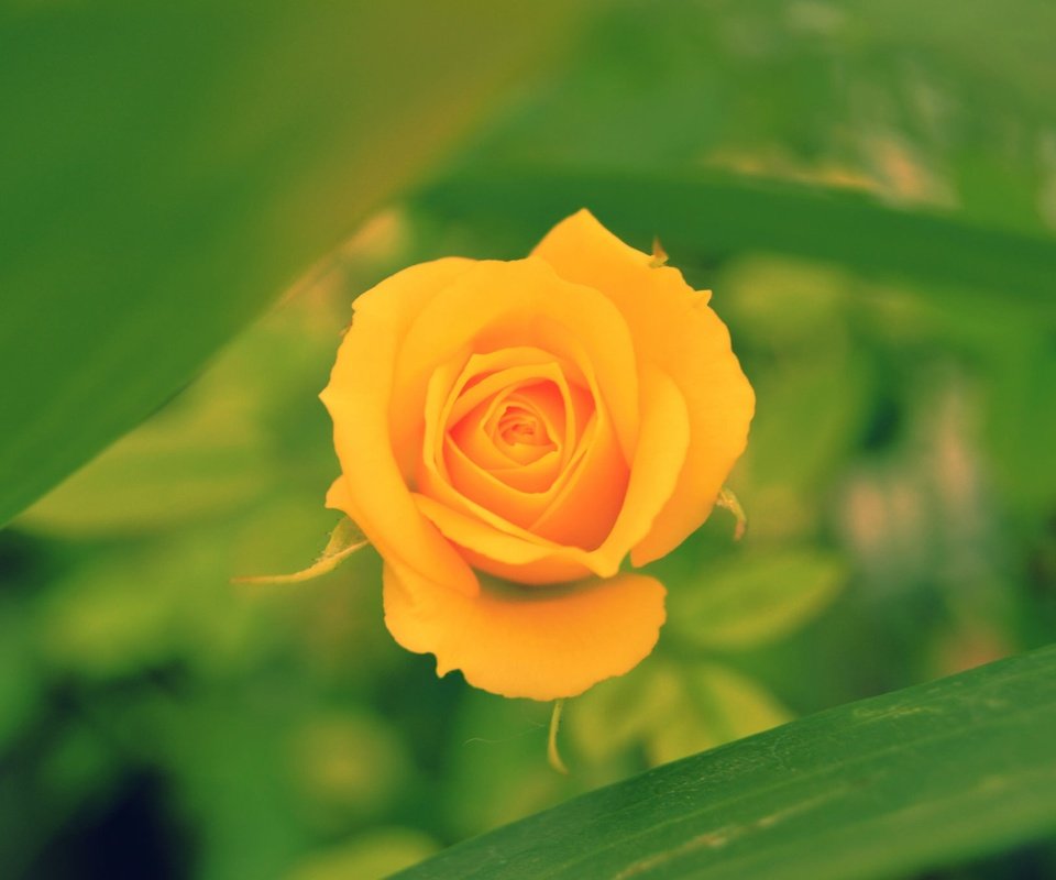 Обои макро, цветок, роза, размытость, бутон, боке, желтая роза, macro, flower, rose, blur, bud, bokeh, yellow rose разрешение 2048x1362 Загрузить