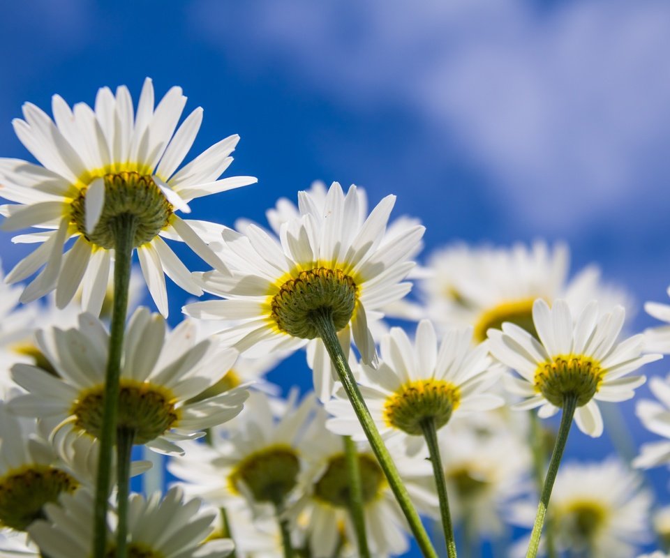 Обои небо, цветы, лепестки, ромашки, белые, the sky, flowers, petals, chamomile, white разрешение 6000x4000 Загрузить