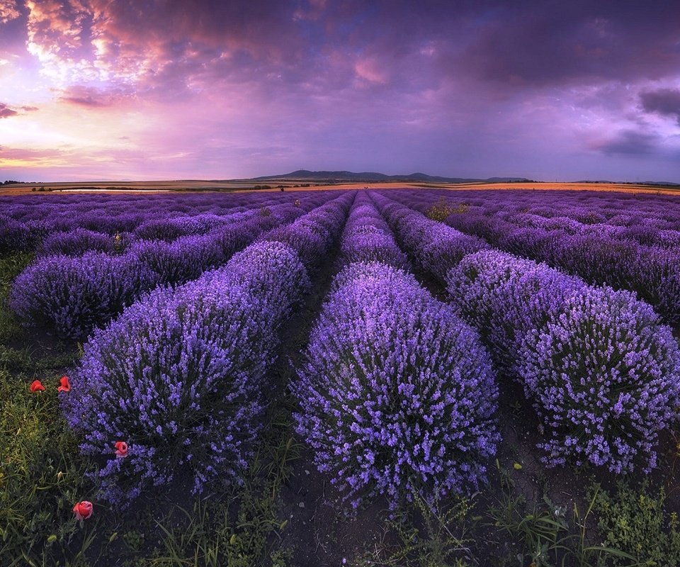 Обои небо, облака, поле, лаванда, горизонт,  цветы, болгария, the sky, clouds, field, lavender, horizon, flowers, bulgaria разрешение 1920x1304 Загрузить