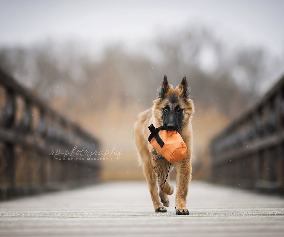 Обои мост, собака, щенок, овчарка, бельгийская овчарка, тервюрен, bridge, dog, puppy, shepherd, belgian shepherd, tervuren разрешение 1920x1200 Загрузить