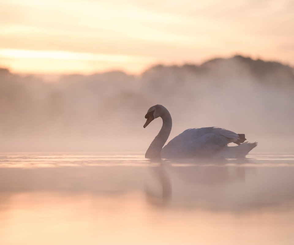 Обои озеро, утро, туман, птица, лебедь, lake, morning, fog, bird, swan разрешение 3000x2000 Загрузить