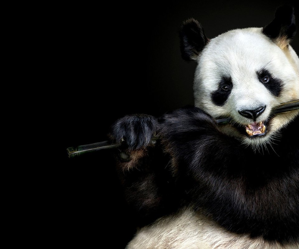 Обои морда, взгляд, панда, бамбук, черный фон, face, look, panda, bamboo, black background разрешение 1920x1080 Загрузить