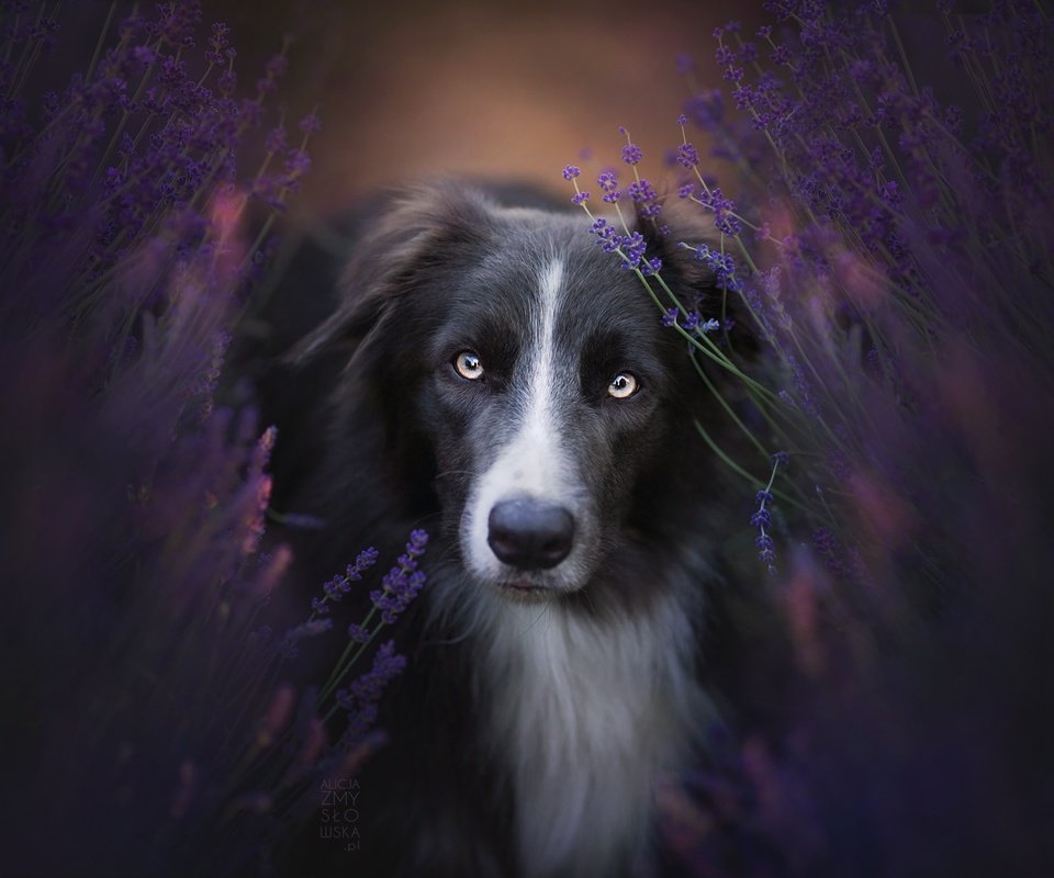 Обои цветы, природа, взгляд, собака, бордер-колли, flowers, nature, look, dog, the border collie разрешение 2048x1365 Загрузить