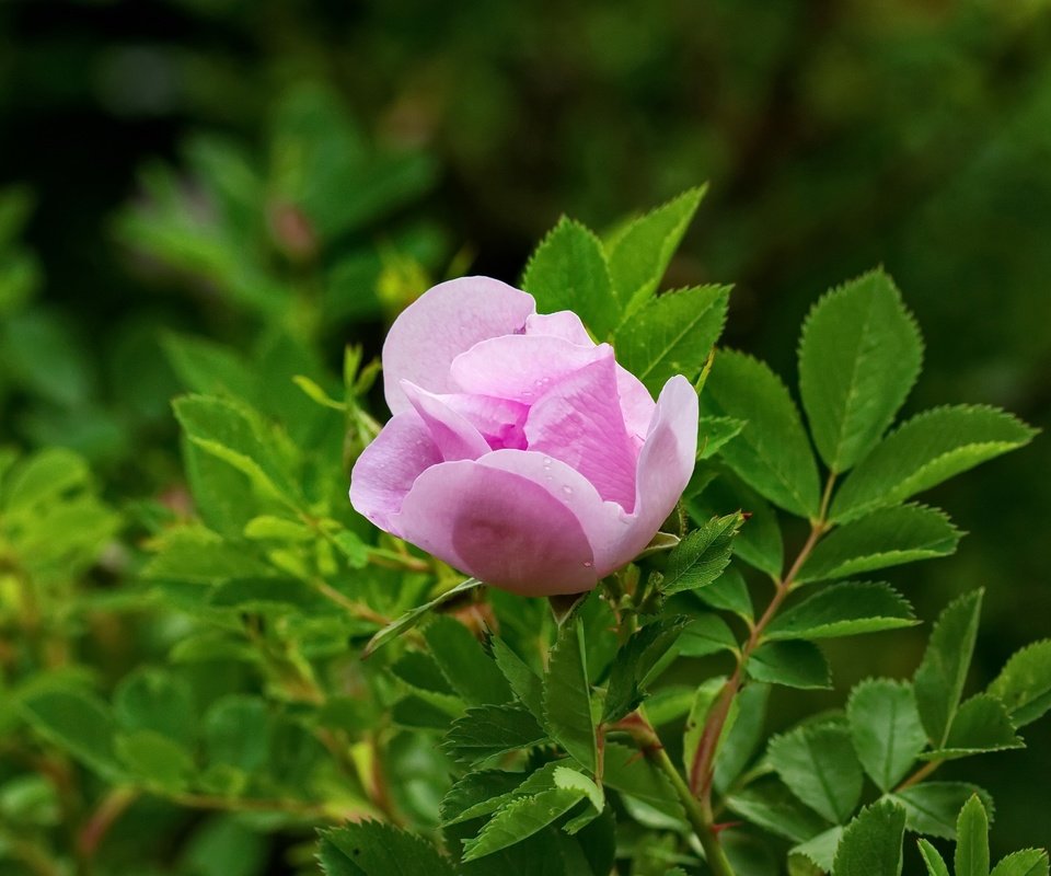 Обои листья, роза, лепестки, сад, бутон, шиповник, куст, leaves, rose, petals, garden, bud, briar, bush разрешение 4606x3071 Загрузить