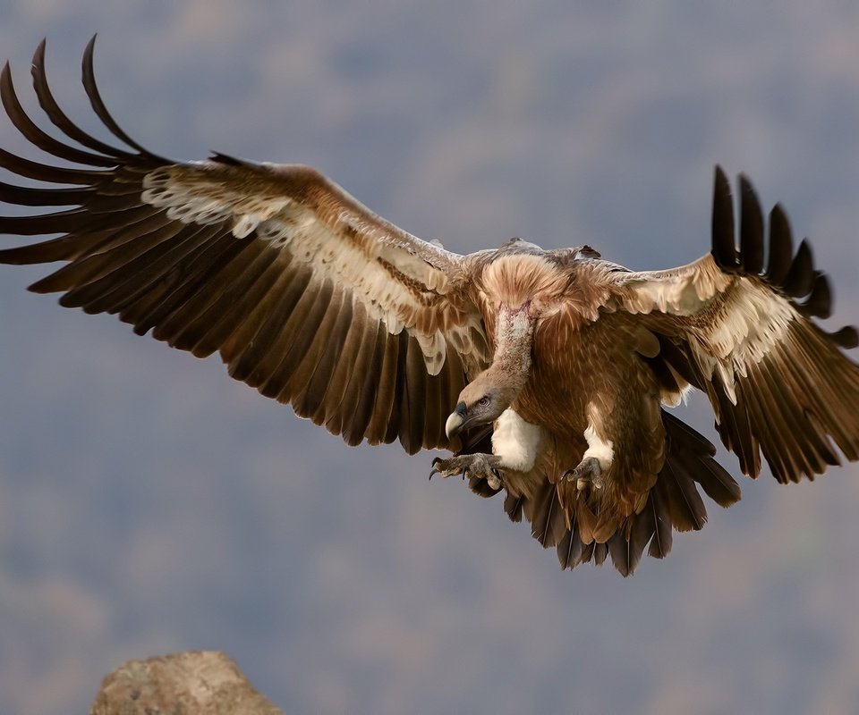 Обои небо, полет, крылья, гриф, птица, перья, стервятник, the sky, flight, wings, grif, bird, feathers, vulture разрешение 1920x1280 Загрузить