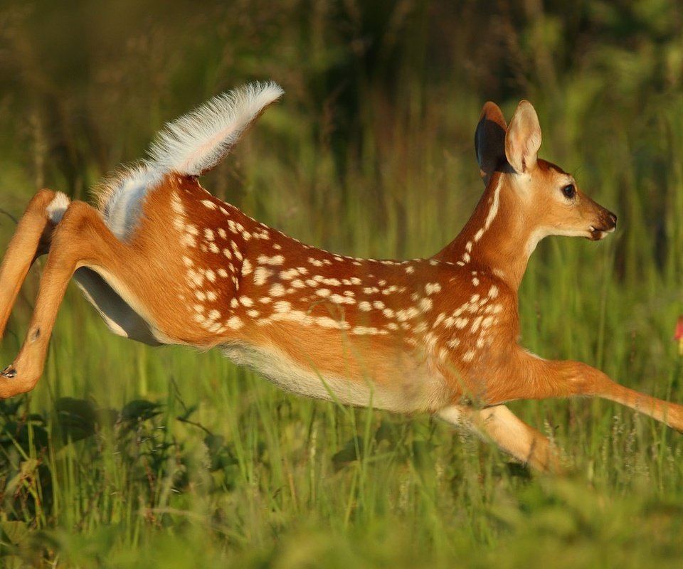 Обои трава, олень, прыжок, бег, детеныш, косуля, олененок, grass, deer, jump, running, cub, roe, fawn разрешение 2048x1152 Загрузить