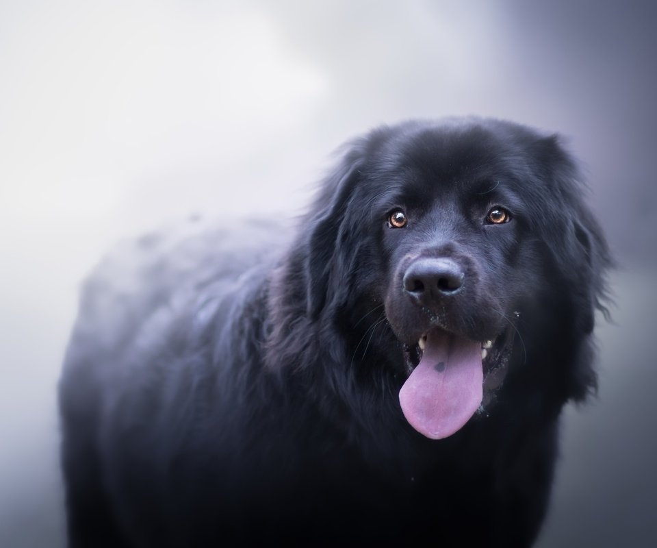 Обои туман, собака, друг, язык, ньюфаундленд, fog, dog, each, language, newfoundland разрешение 2560x1598 Загрузить