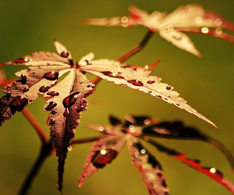 Обои листья, макро, роса, капли, осень, leaves, macro, rosa, drops, autumn разрешение 1920x1200 Загрузить