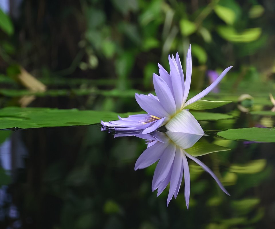 Обои вода, отражение, цветок, лепестки, кувшинка, нимфея, водяная лилия, water, reflection, flower, petals, lily, nymphaeum, water lily разрешение 2171x1502 Загрузить