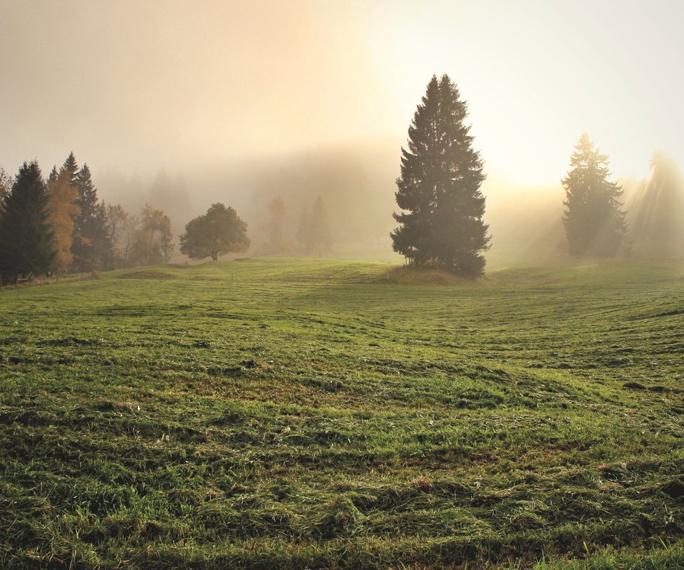 Обои трава, деревья, утро, туман, поле, grass, trees, morning, fog, field разрешение 3840x2400 Загрузить