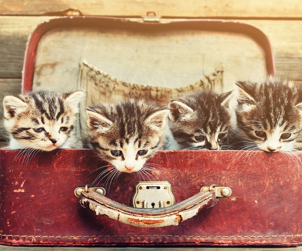Обои усы, взгляд, коты, кошки, котята, чемодан, мордочки, mustache, look, cats, kittens, suitcase, faces разрешение 3840x2400 Загрузить
