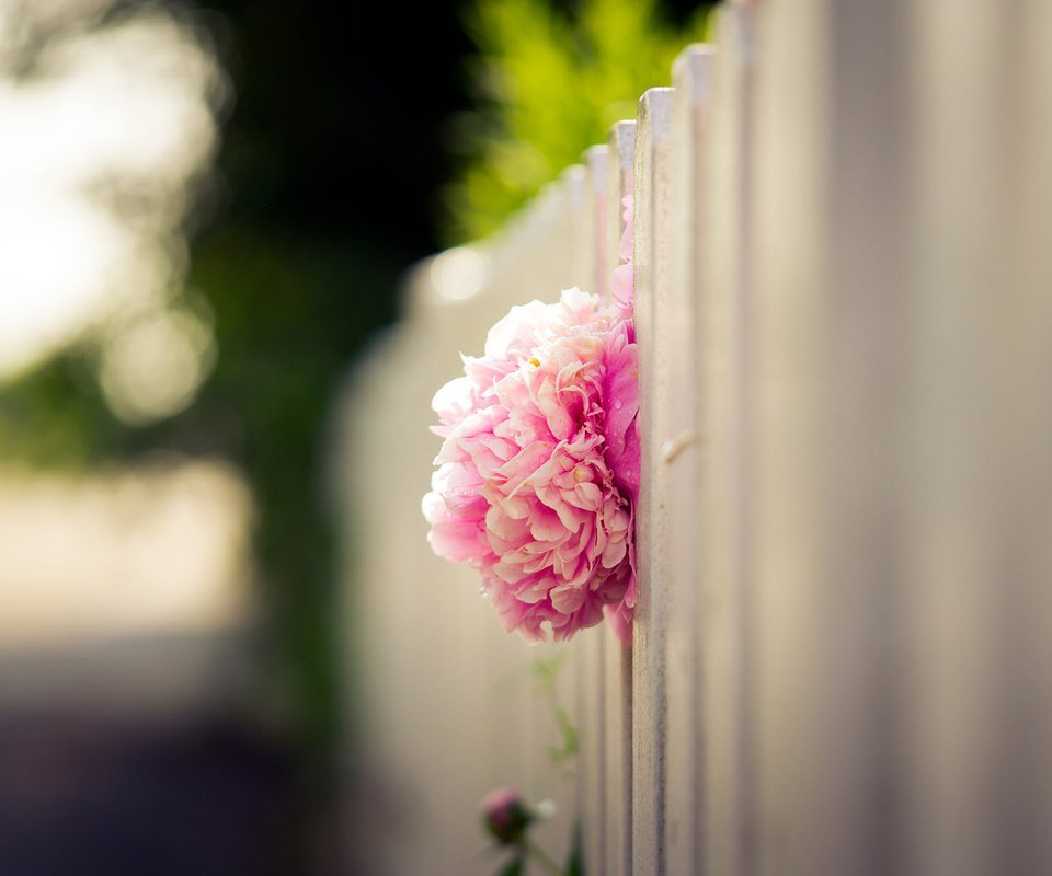 Обои цветок, лепестки, забор, размытость, бутон, розовый, пион, flower, petals, the fence, blur, bud, pink, peony разрешение 1920x1200 Загрузить