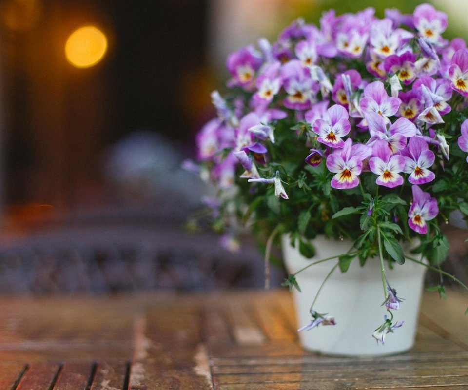 Обои цветы, букет, анютины глазки, боке, фиалки, flowers, bouquet, pansy, bokeh, violet разрешение 1920x1200 Загрузить