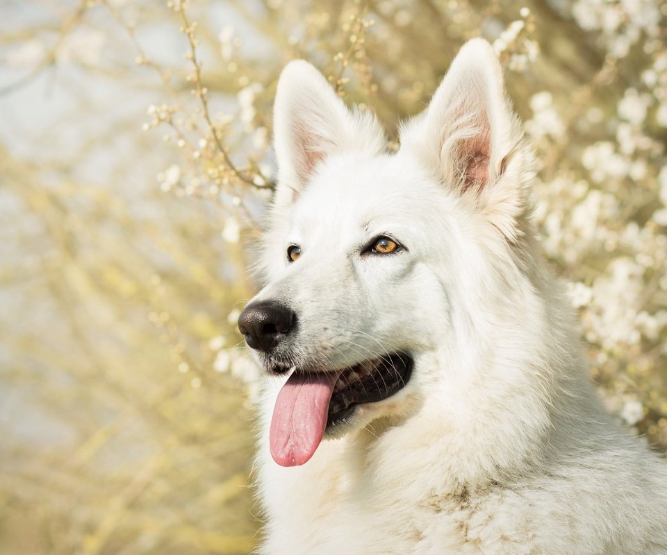 Обои морда, собака, язык, белая швейцарская овчарка, face, dog, language, the white swiss shepherd dog разрешение 1920x1200 Загрузить