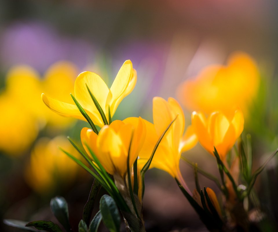 Обои цветы, лепестки, размытость, весна, желтые, крокусы, flowers, petals, blur, spring, yellow, crocuses разрешение 1920x1200 Загрузить