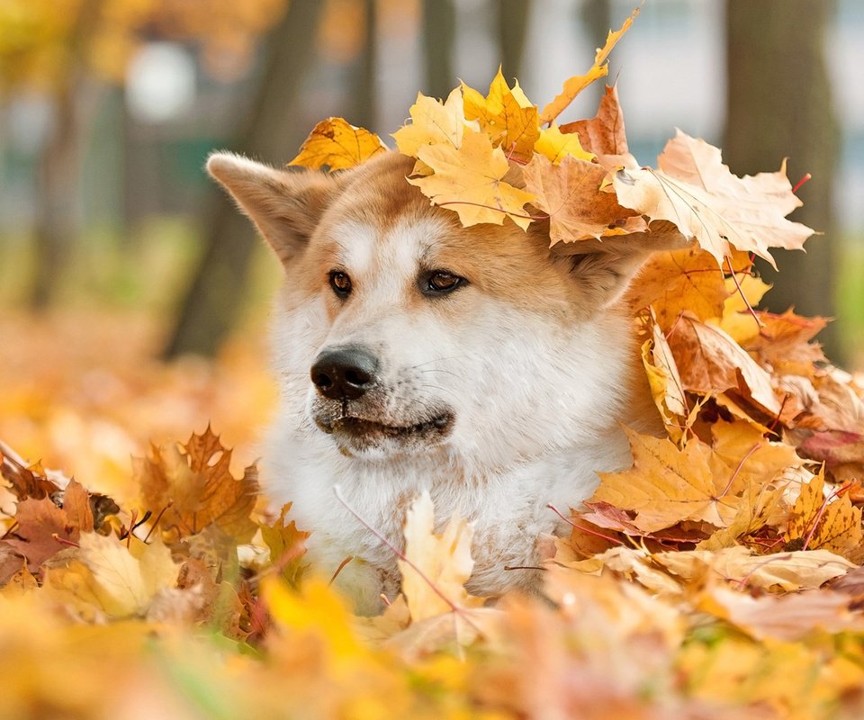 Обои мордочка, взгляд, осень, собака, лист, животное, акита, muzzle, look, autumn, dog, sheet, animal, akita разрешение 1920x1200 Загрузить