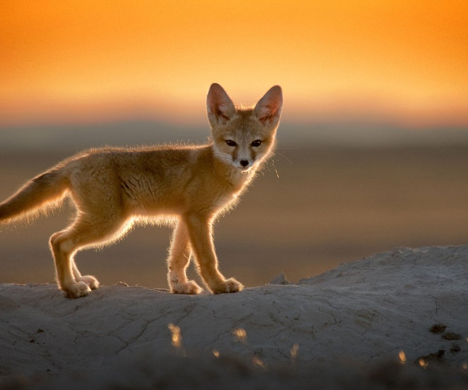 Обои закат, пустыня, лиса, фенек, лисица, уши, хвост, лисичка, sunset, desert, fox, fenech, ears, tail разрешение 1920x1200 Загрузить