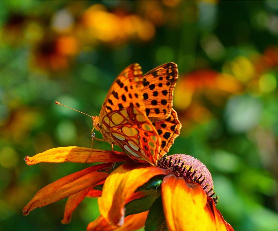 Обои насекомое, фон, цветок, лепестки, бабочка, крылья, insect, background, flower, petals, butterfly, wings разрешение 3002x1906 Загрузить