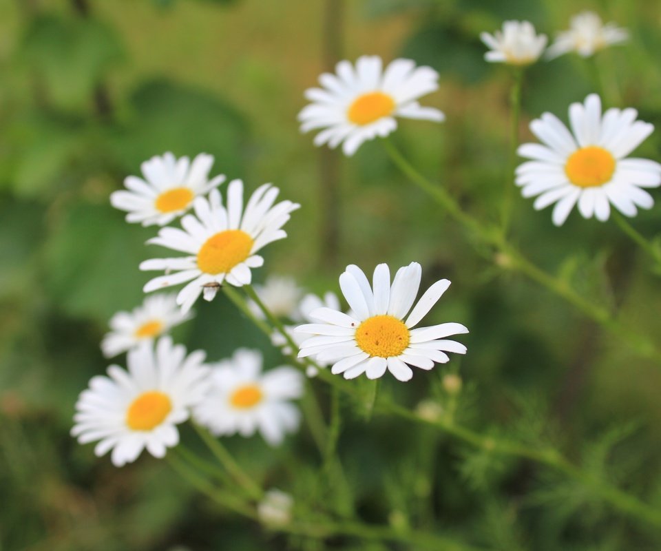 Обои цветы, лепестки, размытость, ромашки, белые, стебли, flowers, petals, blur, chamomile, white, stems разрешение 5184x3456 Загрузить