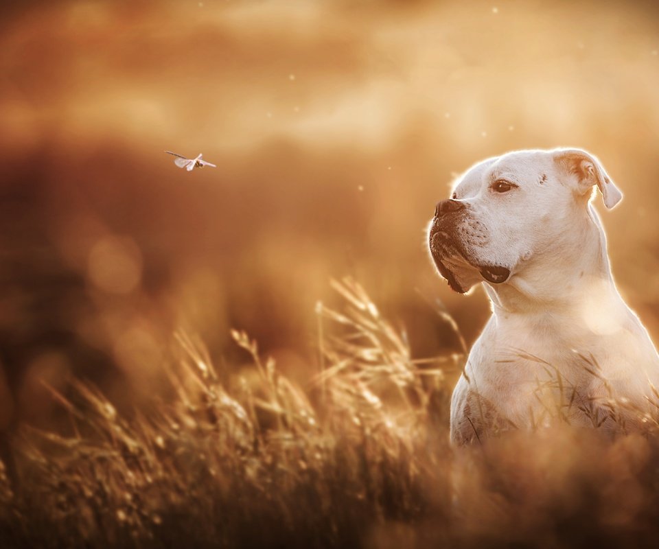 Обои белый, собака, стрекоза, боке, боксер, white, dog, dragonfly, bokeh, boxer разрешение 5479x3653 Загрузить