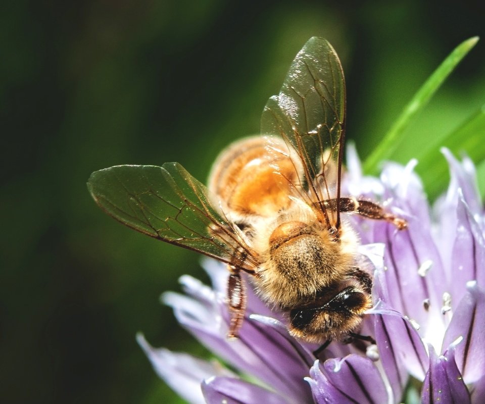 Обои макро, насекомое, цветок, пчела, опыление, macro, insect, flower, bee, pollination разрешение 4092x2728 Загрузить