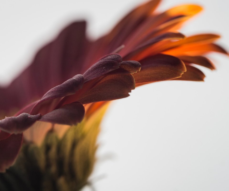 Обои макро, цветок, лепестки, гербера, macro, flower, petals, gerbera разрешение 1920x1200 Загрузить