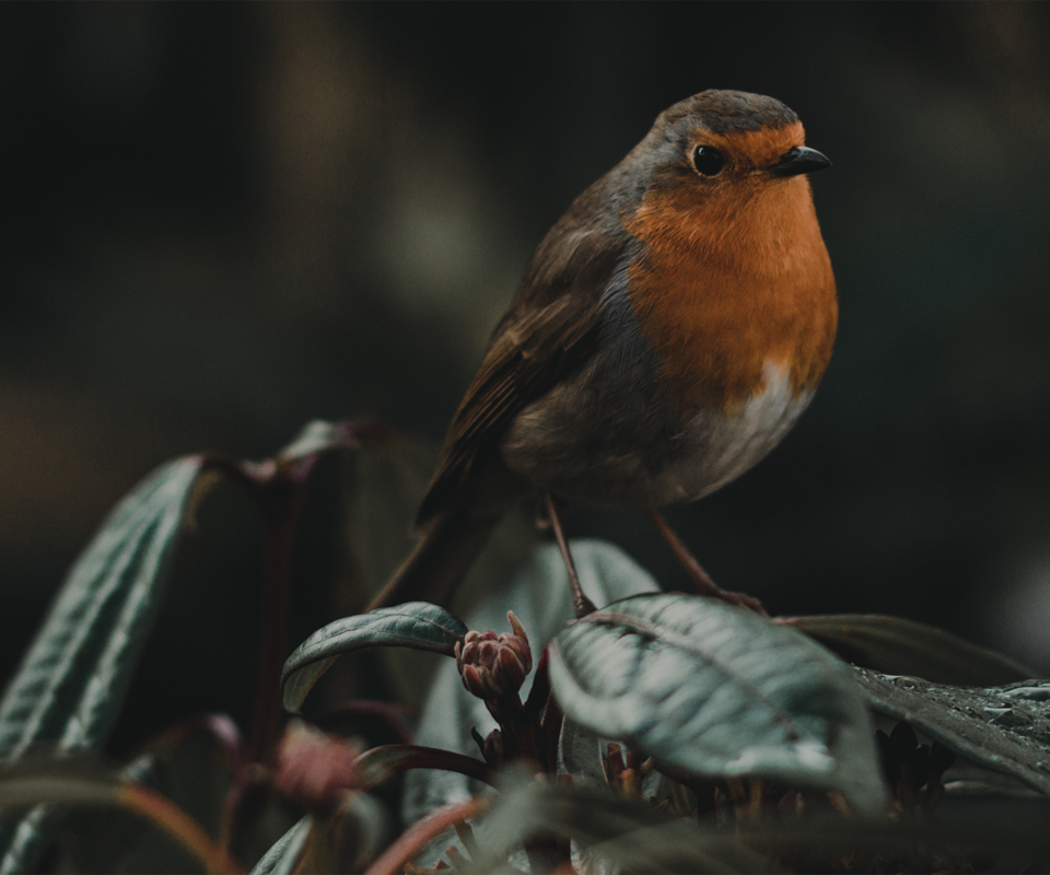 Обои природа, листья, птица, клюв, зарянка, малиновка, nature, leaves, bird, beak, robin разрешение 1920x1080 Загрузить