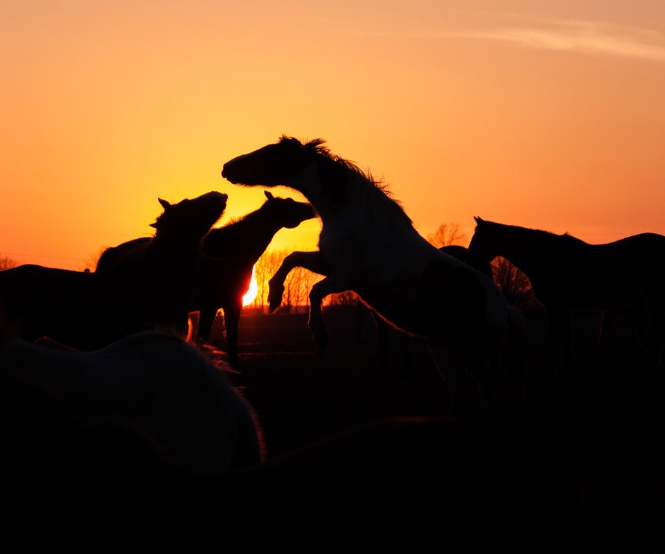 Обои закат, лошади, кони, стадо, sunset, horse, horses, the herd разрешение 1920x1080 Загрузить