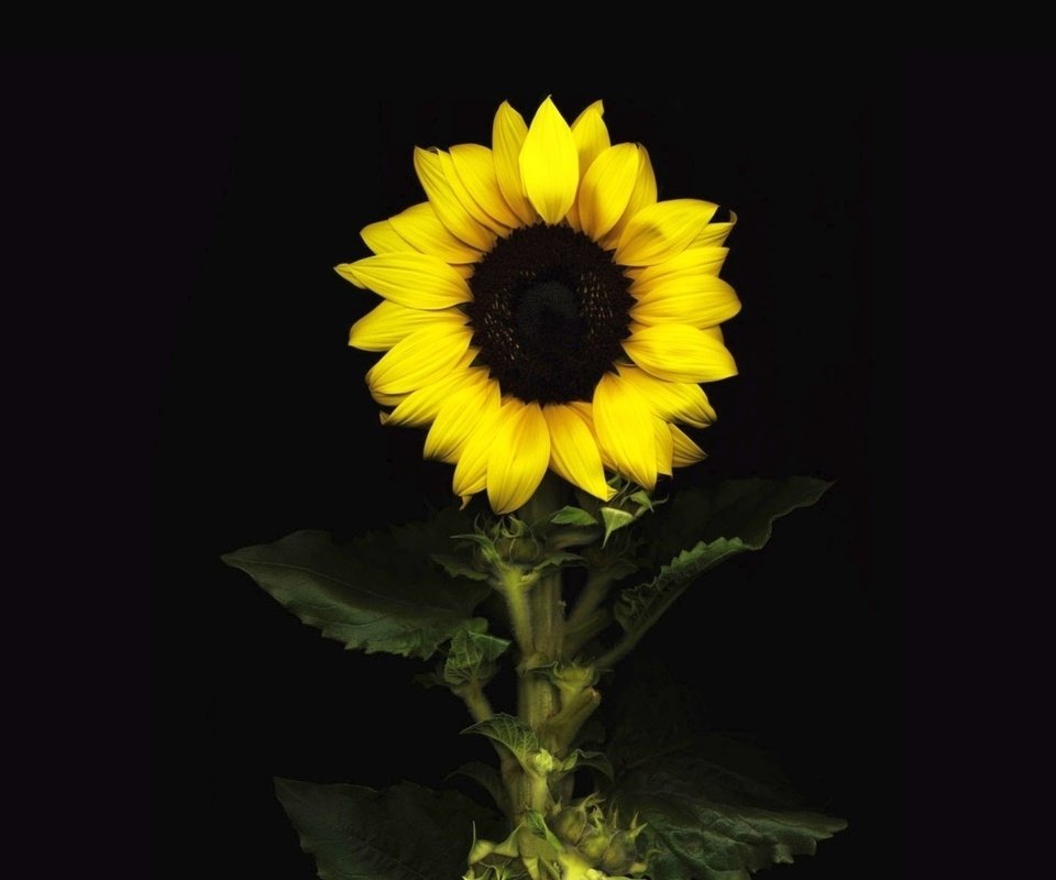 Обои цветок, лепестки, подсолнух, черный фон, flower, petals, sunflower, black background разрешение 1920x1200 Загрузить