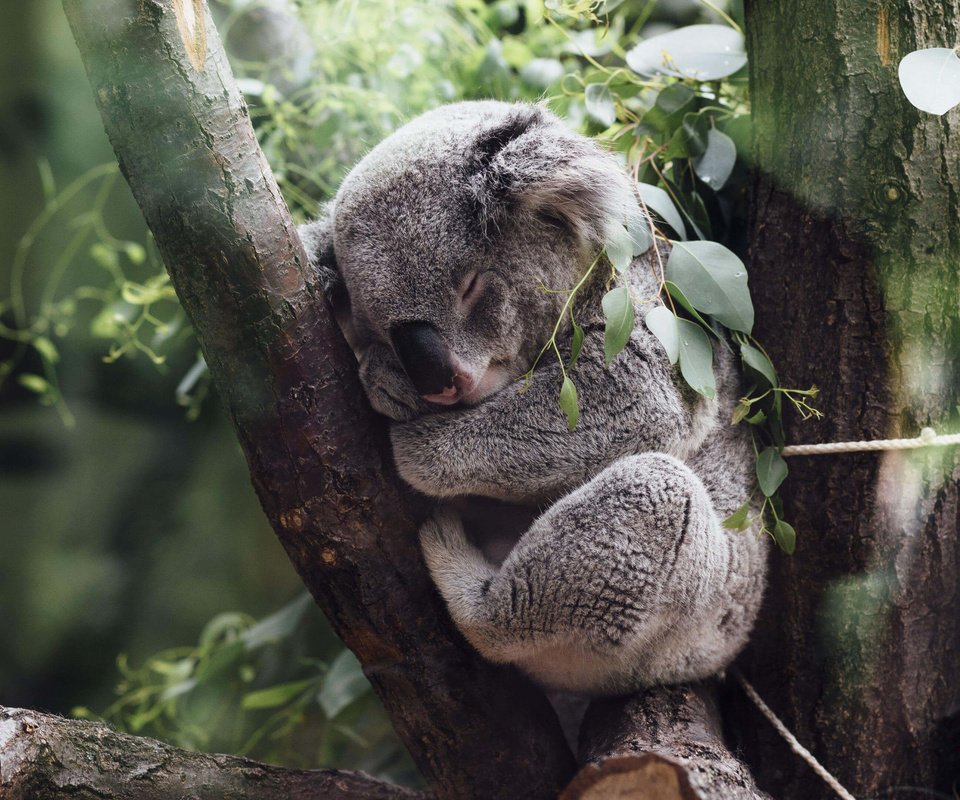 Обои дерево, листья, сон, джунгли, коала, tree, leaves, sleep, jungle, koala разрешение 3840x2160 Загрузить