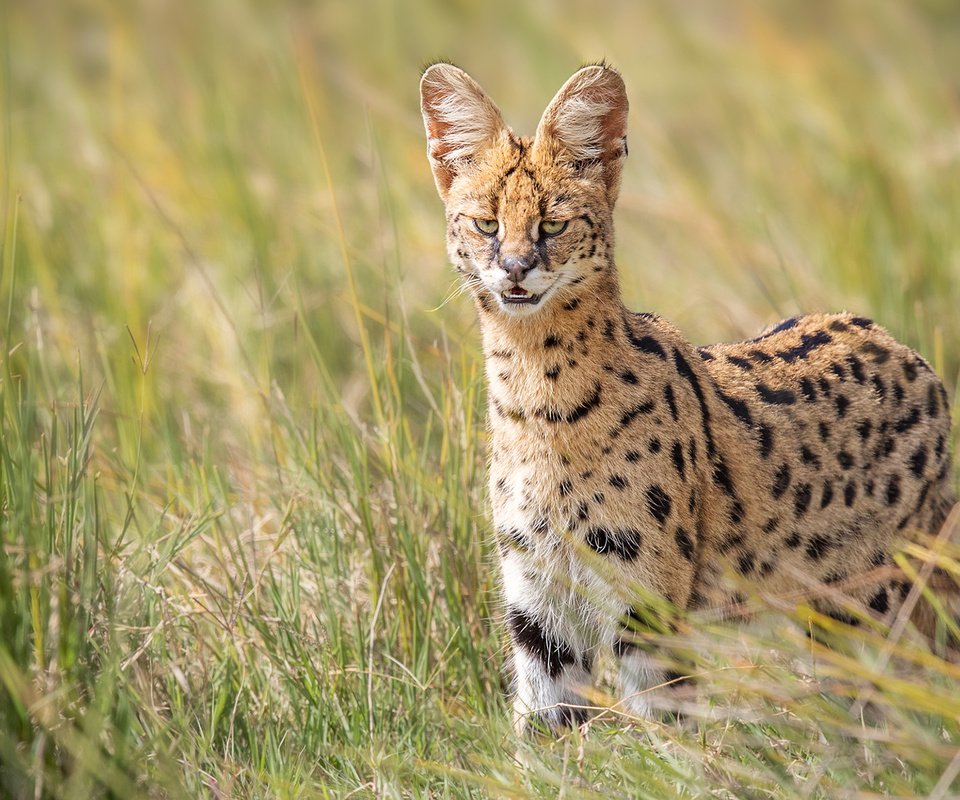 Обои глаза, трава, взгляд, дикая кошка, сервал, eyes, grass, look, wild cat, serval разрешение 1920x1200 Загрузить