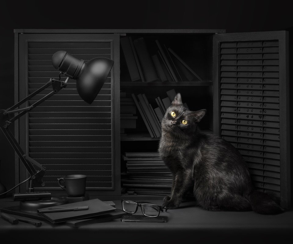 Обои глаза, библиотека, свет, чтение, фон, sanket khuntale, кот, кошка, взгляд, очки, лампа, черный, black, eyes, library, light, reading, background, cat, look, glasses, lamp разрешение 2048x1468 Загрузить