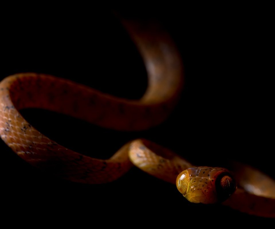Обои змея, черный фон, ville vehmaskangas, snake, black background разрешение 2560x1576 Загрузить