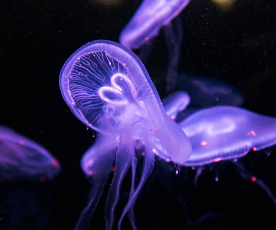 Обои медуза, медузы, подводный мир, medusa, jellyfish, underwater world разрешение 2560x1689 Загрузить