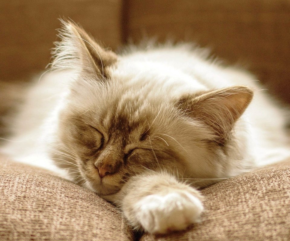 Обои кот, кошка, котенок, пушистый, спит, диван, cat, kitty, fluffy, sleeping, sofa разрешение 1920x1200 Загрузить