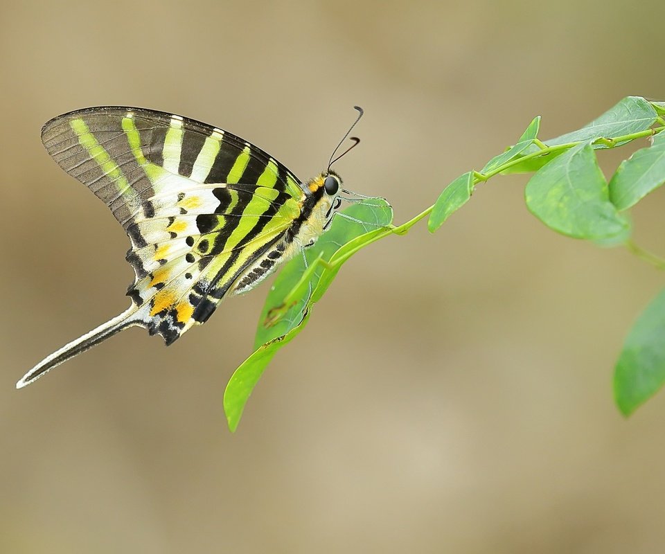 Обои ветка, листья, насекомое, бабочка, крылья, усики, branch, leaves, insect, butterfly, wings, antennae разрешение 2048x1365 Загрузить