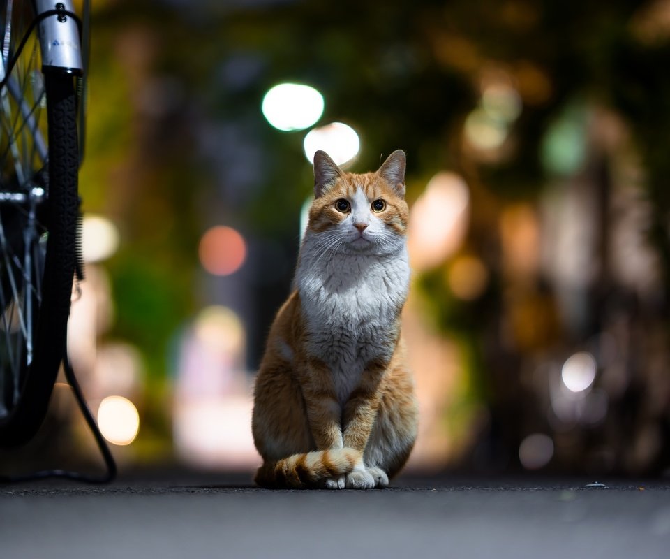 Обои фон, кот, мордочка, усы, кошка, взгляд, боке, background, cat, muzzle, mustache, look, bokeh разрешение 2048x1367 Загрузить