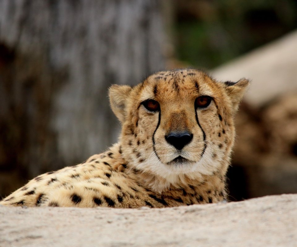Обои глаза, морда, взгляд, хищник, гепард, eyes, face, look, predator, cheetah разрешение 6000x4000 Загрузить