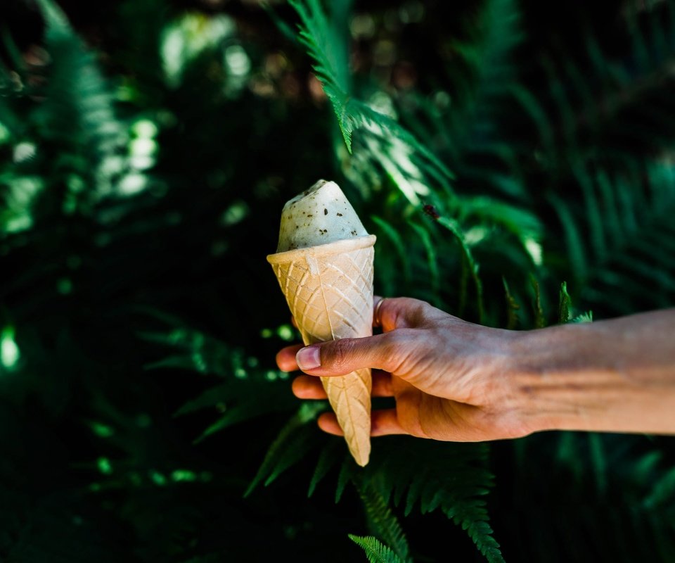 Обои природа, рука, листья, мороженое, растение, вафельный рожок, nature, hand, leaves, ice cream, plant, waffle cone разрешение 2997x2000 Загрузить