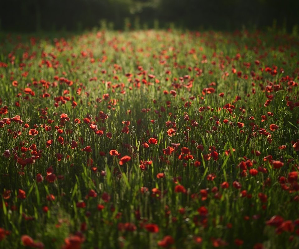 Обои цветы, поле, красные, маки, flowers, field, red, maki разрешение 2100x1398 Загрузить